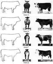 Продаем свежее мясо КРС бычков от ведущих производителей 